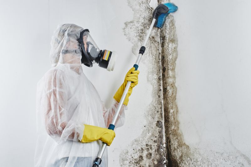 Local Mold Service pros at work