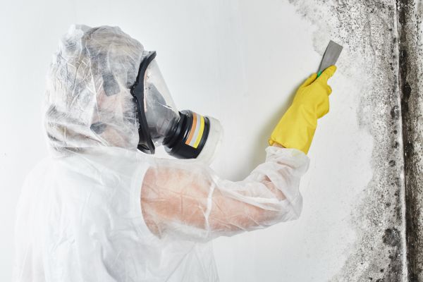 Commercial Mold Removal